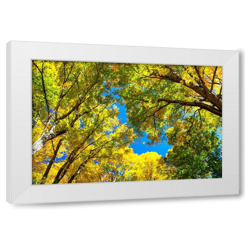 USA-New England-Vermont Autumn looking up into Sugar Maple Trees White Modern Wood Framed Art Print by Gulin, Sylvia