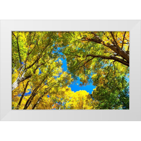 USA-New England-Vermont Autumn looking up into Sugar Maple Trees White Modern Wood Framed Art Print by Gulin, Sylvia