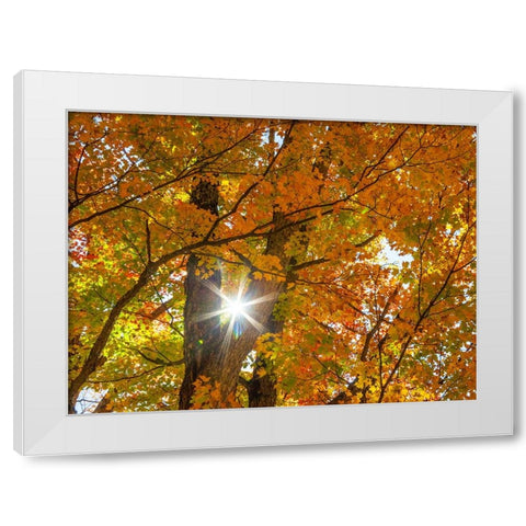 USA-New England-Vermont Autumn looking up into Sugar Maple Trees with star burst White Modern Wood Framed Art Print by Gulin, Sylvia