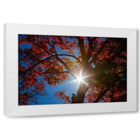 USA-New England-Vermont Autumn looking up into Sugar Maple Trees with star burst White Modern Wood Framed Art Print by Gulin, Sylvia
