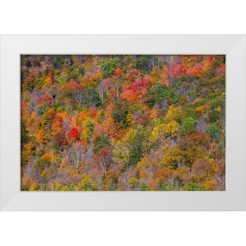 USA-New England-Vermont-Plymouth-Fall colors on hillside White Modern Wood Framed Art Print by Gulin, Sylvia