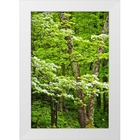 Skyline Drive Shenandoah NP, USA White Modern Wood Framed Art Print by OBrien, Jay