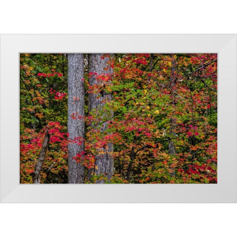 Virginia, Great Falls Park Autumn color on trees White Modern Wood Framed Art Print by OBrien, Jay