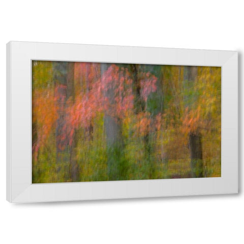 VA, Great Falls Park Abstract of autumn trees White Modern Wood Framed Art Print by OBrien, Jay