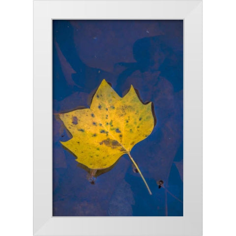 USA, Virginia, McLean Leaf in pond White Modern Wood Framed Art Print by OBrien, Jay