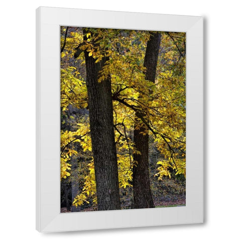 Virginia, McLean Scenic in Great Falls SP White Modern Wood Framed Art Print by OBrien, Jay