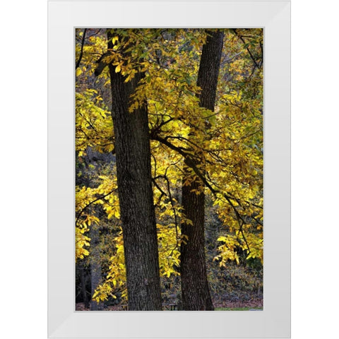 Virginia, McLean Scenic in Great Falls SP White Modern Wood Framed Art Print by OBrien, Jay