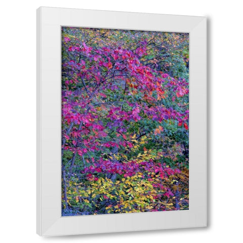 Virginia, McLean Scenic in Great Falls SP White Modern Wood Framed Art Print by OBrien, Jay