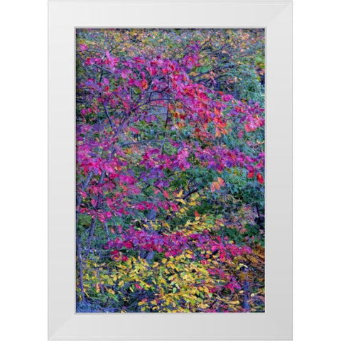 Virginia, McLean Scenic in Great Falls SP White Modern Wood Framed Art Print by OBrien, Jay