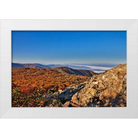 USA-Virginia-Shenandoah National Park-fall color in the park White Modern Wood Framed Art Print by Looney, Hollice