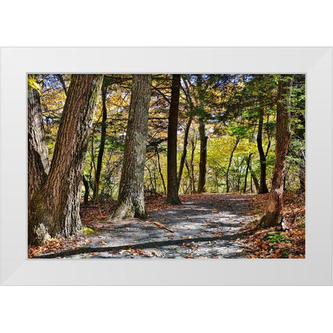 USA-Virginia-Shenandoah National Park-fall color in the park White Modern Wood Framed Art Print by Looney, Hollice