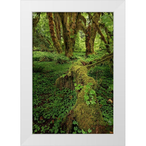 Big Leaf Maple tree draped with Club Moss-Hoh Rainforest-Olympic National Park-Washington State White Modern Wood Framed Art Print by Jones, Adam