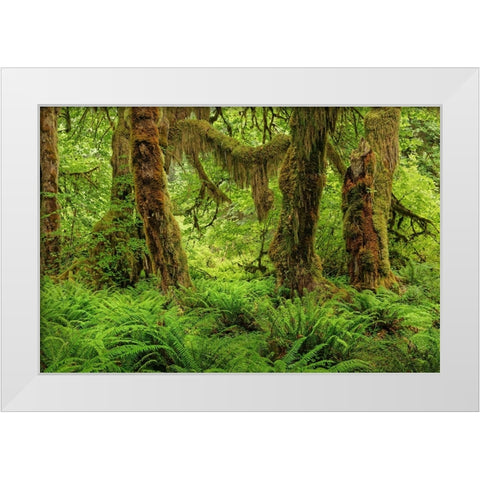 Big Leaf Maple tree draped with Club Moss-Hoh Rainforest-Olympic National Park-Washington State White Modern Wood Framed Art Print by Jones, Adam