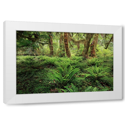 Ferns and Big Leaf Maple tree draped with Club Moss-Hoh Rainforest-Olympic National Park White Modern Wood Framed Art Print by Jones, Adam