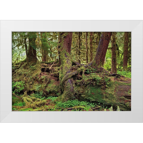 Nurse log and Big Leaf Maple tree draped with Club Moss-Hoh Rainforest-Olympic National Park White Modern Wood Framed Art Print by Jones, Adam