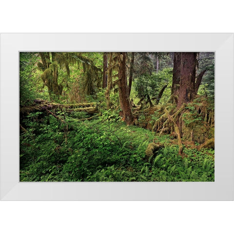 Nurse log and Big Leaf Maple tree draped with Club Moss-Hoh Rainforest-Olympic National Park White Modern Wood Framed Art Print by Jones, Adam