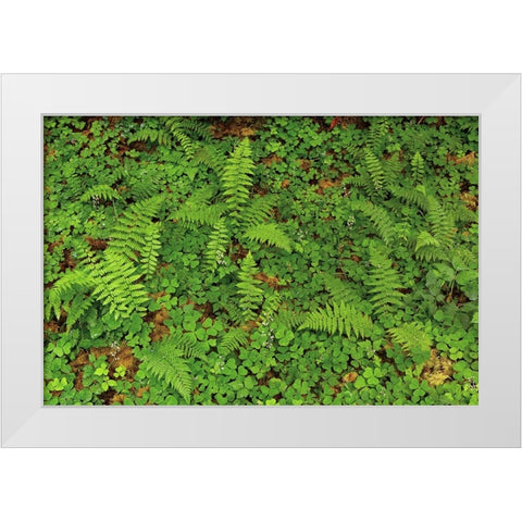 Ferns and sorrel on forest floor-Hoh Rainforest-Olympic National Park-Washington State White Modern Wood Framed Art Print by Jones, Adam
