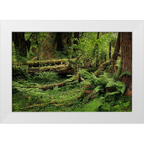 Big Leaf Maple tree draped with Club Moss-Hoh Rainforest-Olympic National Park-Washington State White Modern Wood Framed Art Print by Jones, Adam