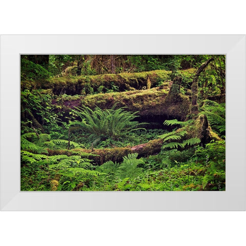 Big Leaf Maple tree draped with Club Moss-Hoh Rainforest-Olympic National Park-Washington State White Modern Wood Framed Art Print by Jones, Adam