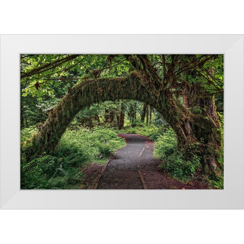 Footpath through forest draped with Club Moss-Hoh Rainforest-Olympic National Park-Washington State White Modern Wood Framed Art Print by Jones, Adam