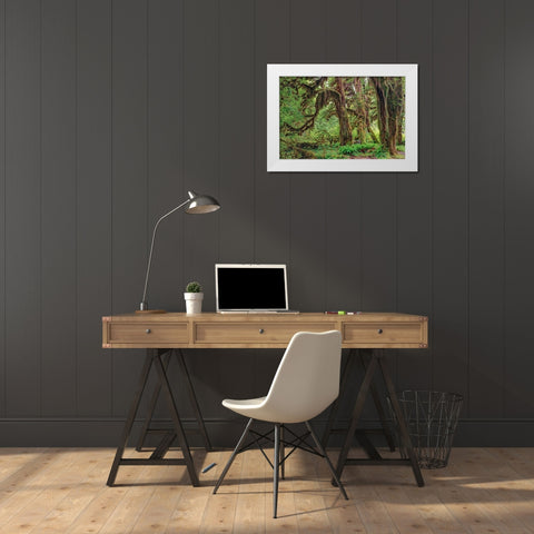 Big Leaf Maple tree draped with Club Moss-Hoh Rainforest-Olympic National Park-Washington State White Modern Wood Framed Art Print by Jones, Adam