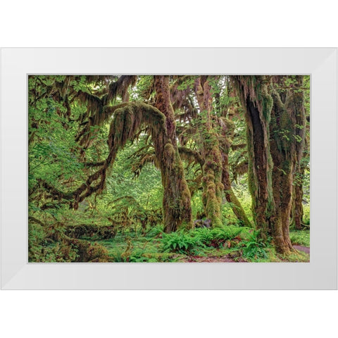 Big Leaf Maple tree draped with Club Moss-Hoh Rainforest-Olympic National Park-Washington State White Modern Wood Framed Art Print by Jones, Adam