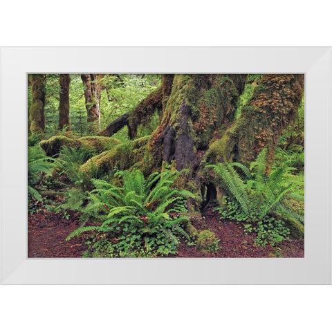 Big Leaf Maple tree draped with Club Moss-Hoh Rainforest-Olympic National Park-Washington State White Modern Wood Framed Art Print by Jones, Adam
