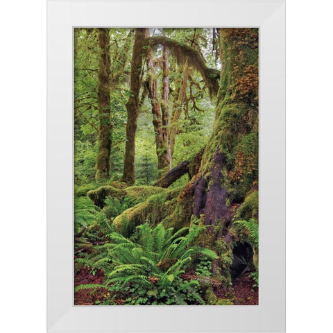 Ferns and Big Leaf Maple tree draped with Club Moss-Hoh Rainforest-Olympic National Park White Modern Wood Framed Art Print by Jones, Adam
