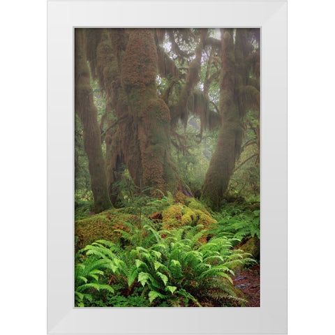 Big Leaf Maple tree draped with Club Moss-Hoh Rainforest-Olympic National Park-Washington State White Modern Wood Framed Art Print by Jones, Adam