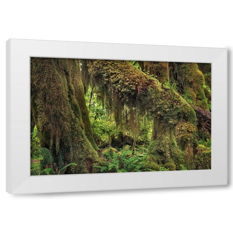 Big Leaf Maple tree draped with Club Moss-Hoh Rainforest-Olympic National Park-Washington State White Modern Wood Framed Art Print by Jones, Adam