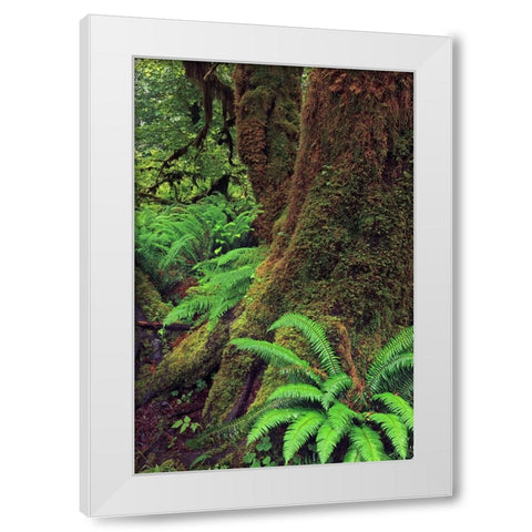 Big Leaf Maple tree draped with Club Moss-Hoh Rainforest-Olympic National Park-Washington State White Modern Wood Framed Art Print by Jones, Adam