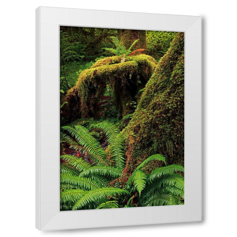 Ferns and Big Leaf Maple tree draped with Club Moss-Hoh Rainforest-Olympic National Park White Modern Wood Framed Art Print by Jones, Adam