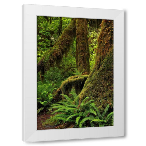 Ferns and Big Leaf Maple tree draped with Club Moss-Hoh Rainforest-Olympic National Park White Modern Wood Framed Art Print by Jones, Adam
