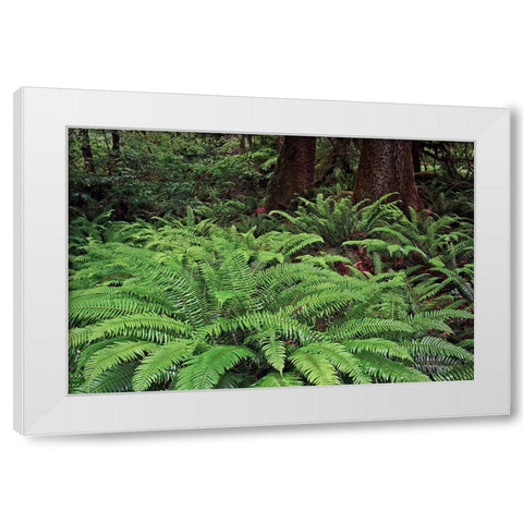 Ferns-Hoh Rainforest-Olympic National Park-Washington State White Modern Wood Framed Art Print by Jones, Adam