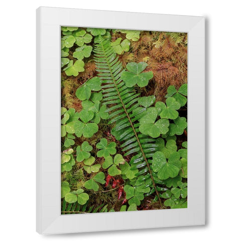 Ferns and sorrel on forest floor-Hoh Rainforest-Olympic National Park-Washington State White Modern Wood Framed Art Print by Jones, Adam