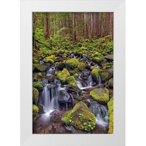 Small stream cascading through moss covered rocks-Hoh Rainforest-Olympic National Park White Modern Wood Framed Art Print by Jones, Adam