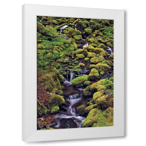Small stream cascading through moss covered rocks-Hoh Rainforest-Olympic National Park White Modern Wood Framed Art Print by Jones, Adam