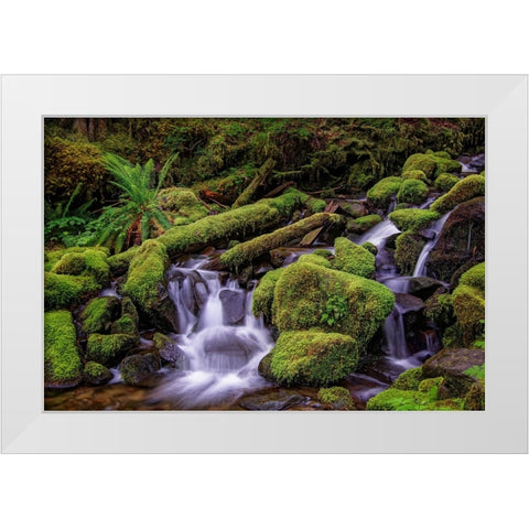 Small stream cascading through moss covered rocks-Hoh Rainforest-Olympic National Park White Modern Wood Framed Art Print by Jones, Adam