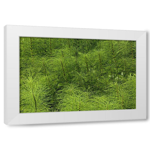 Horsetail ferns-Hoh Rainforest-Olympic National Park-Washington State White Modern Wood Framed Art Print by Jones, Adam
