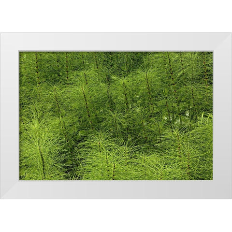 Horsetail ferns-Hoh Rainforest-Olympic National Park-Washington State White Modern Wood Framed Art Print by Jones, Adam