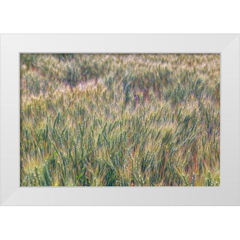 Wheat crop close-up-Palouse region of eastern Washington State White Modern Wood Framed Art Print by Jones, Adam
