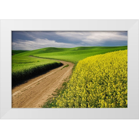 Rural farm road through yellow canola and green wheat crops White Modern Wood Framed Art Print by Jones, Adam