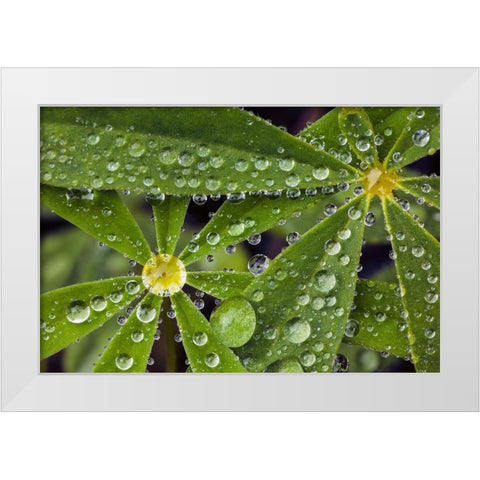 Lupine leaves and raindrops-Olympic National Park-Washington State White Modern Wood Framed Art Print by Jones, Adam