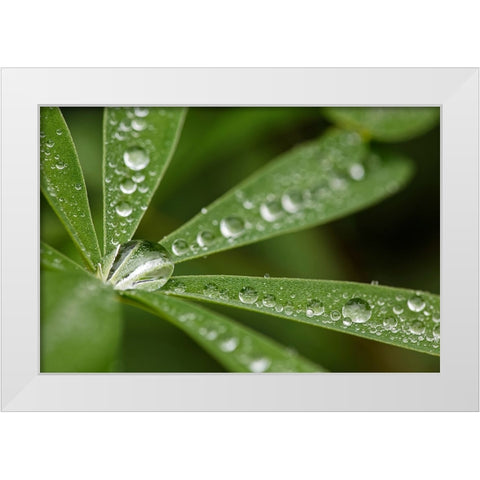 Lupine leaves and raindrops-Olympic National Park-Washington State White Modern Wood Framed Art Print by Jones, Adam