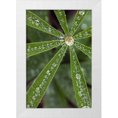 Lupine leaves and raindrops-Olympic National Park-Washington State White Modern Wood Framed Art Print by Jones, Adam