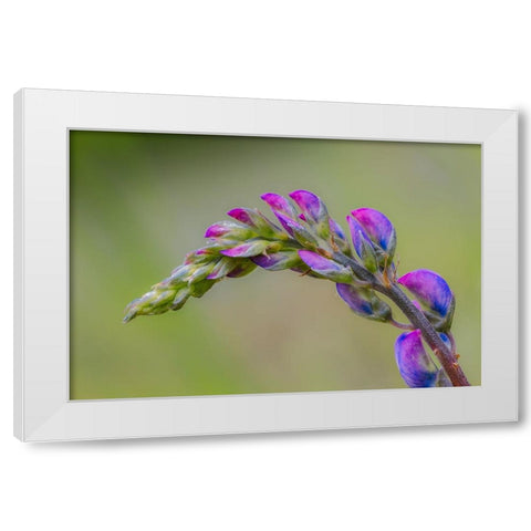 Lupine flower opening up-Olympic National Park-Washington State White Modern Wood Framed Art Print by Jones, Adam