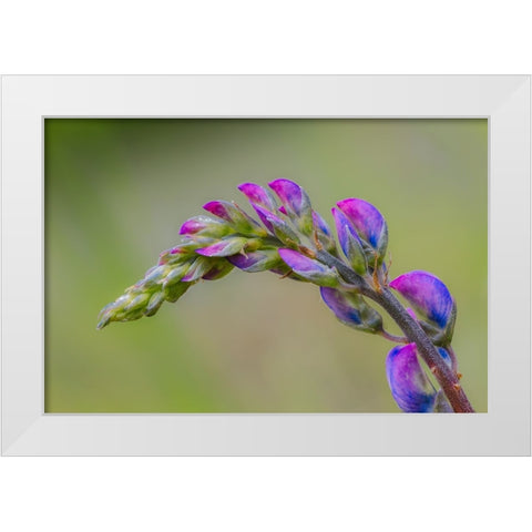 Lupine flower opening up-Olympic National Park-Washington State White Modern Wood Framed Art Print by Jones, Adam