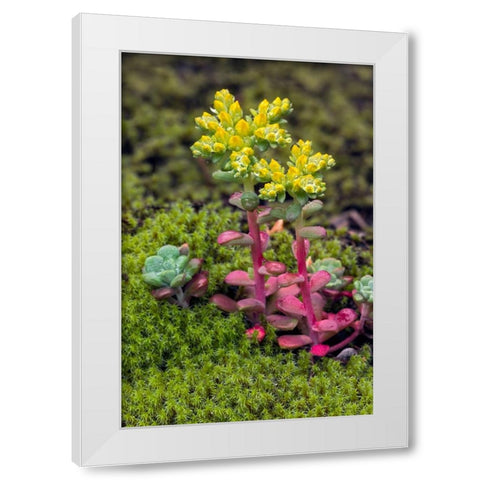 Broadleaf stonecrop-Olympic National Park-Washington State White Modern Wood Framed Art Print by Jones, Adam