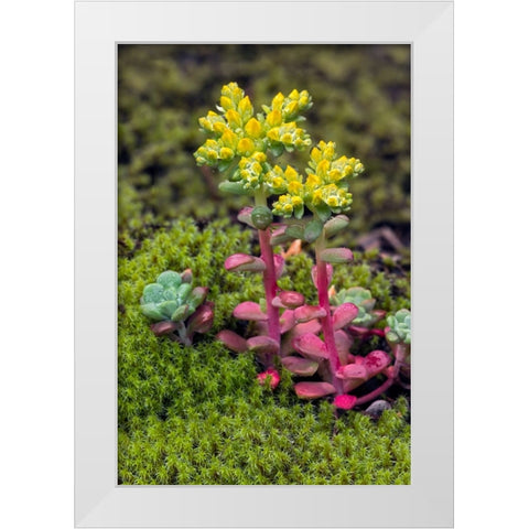 Broadleaf stonecrop-Olympic National Park-Washington State White Modern Wood Framed Art Print by Jones, Adam