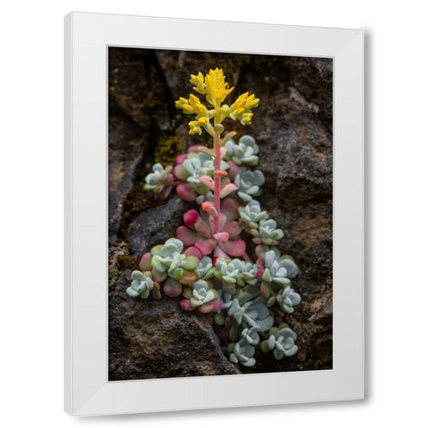 Broadleaf stonecrop-Olympic National Park-Washington State White Modern Wood Framed Art Print by Jones, Adam